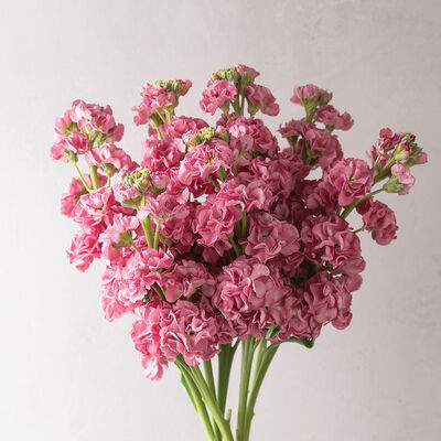 StoX® Rose Pink Stock