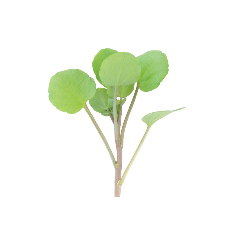 Watercress Cress