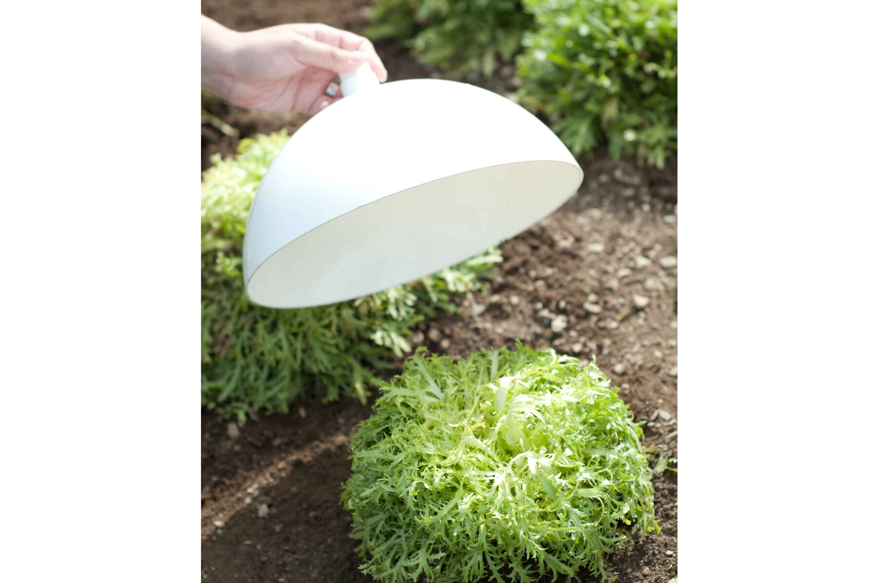 Blanching Cap Row Covers and Accessories