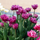 Margarita Margarita Tulips