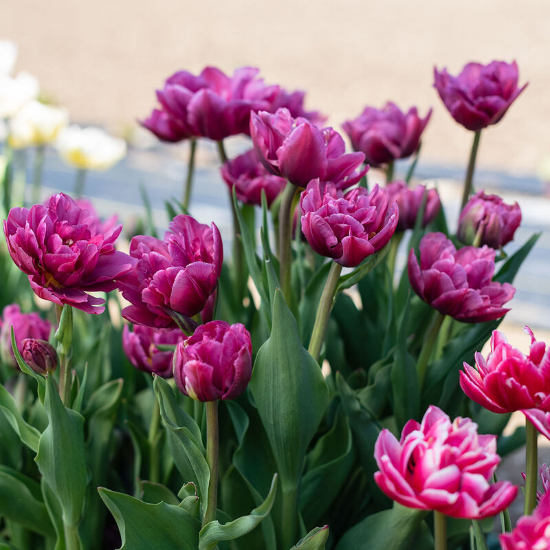 Margarita Margarita Tulips