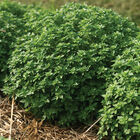 Greco a Palla Fine Leaf Basil