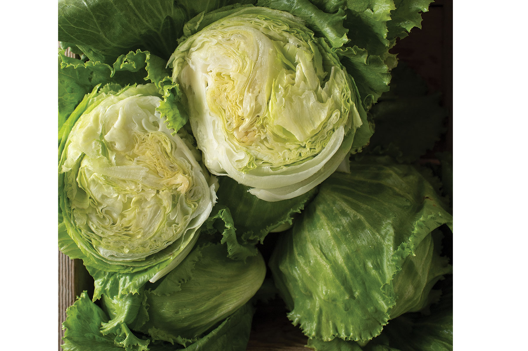 Crispino Iceberg Lettuce