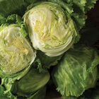 Crispino Crispino Iceberg Lettuce