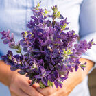 Oxford Blue Salvia