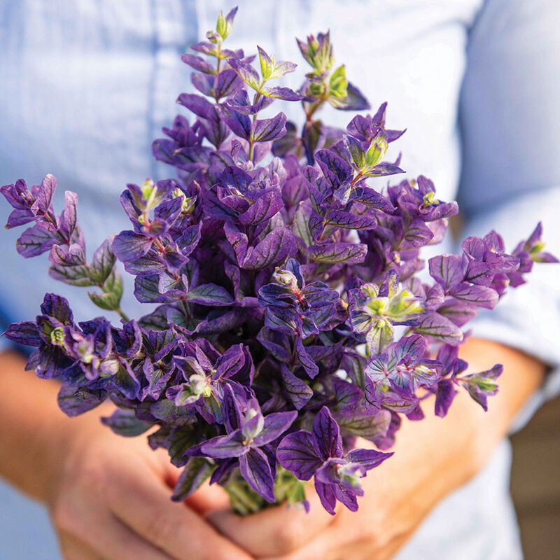 Oxford Blue Salvia