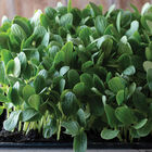 Cucumber, Armenian Shoots