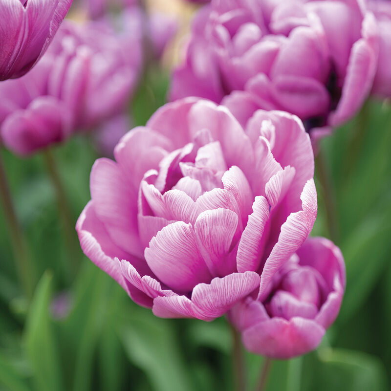Blue Diamond Blue Diamond Tulips