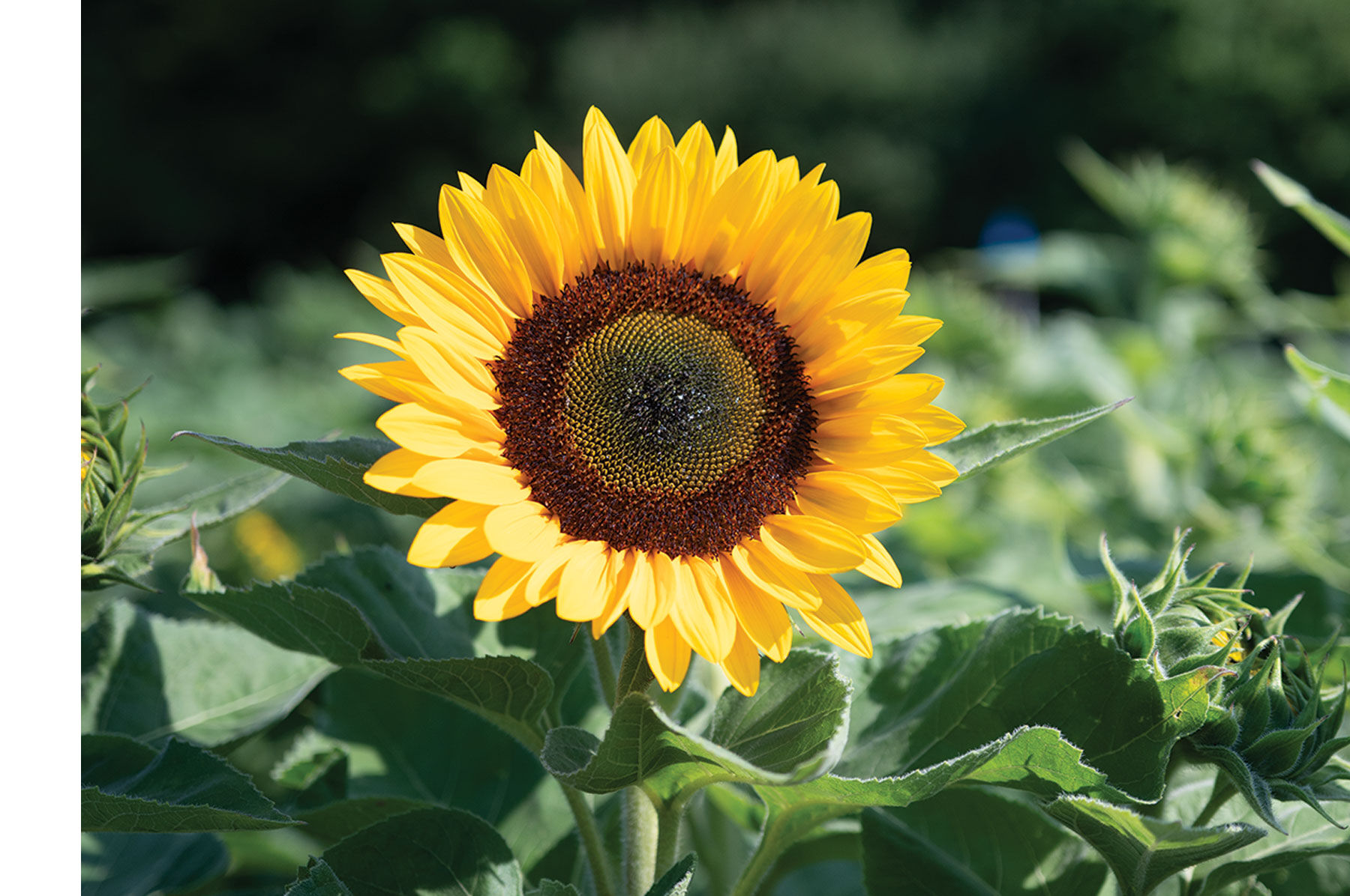 Sunflower Seeds for Planting | Johnny's Selected Seeds