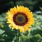 Sunrich Orange DMR Tall Sunflowers