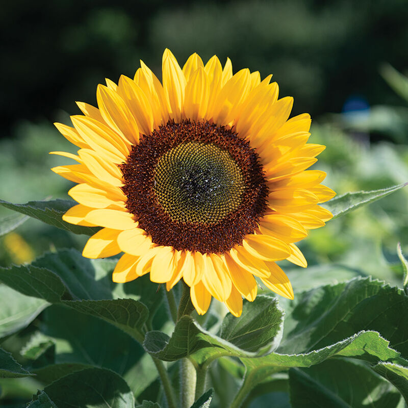 Sunrich Orange DMR Tall Sunflowers
