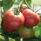 Martha Washington Beefsteak Tomatoes
