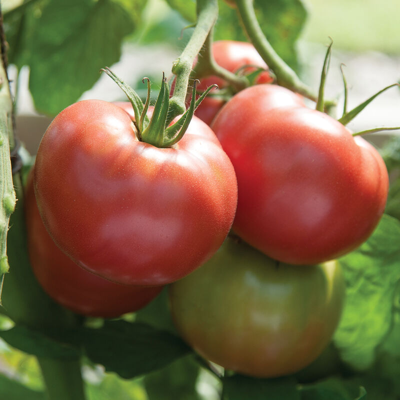 Martha Washington Beefsteak Tomatoes