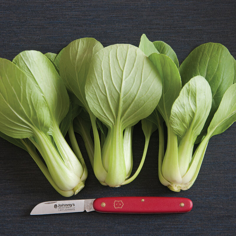 Li Ren Choi Pac Choi (Bok Choy)