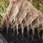 Terrafibre Hemp Grow Mats, 10" x 20" – 10 Count Microgreens Supplies