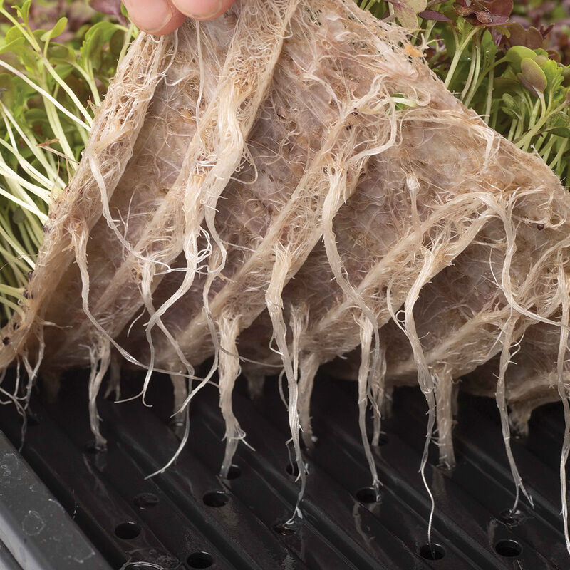 Terrafibre Hemp Grow Mats, 10" x 20" – 10 Count Microgreens Supplies