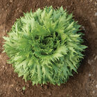 Verigo One-Cut Lettuce