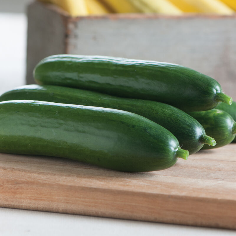Diva Seedless and Thin-skinned Cucumbers