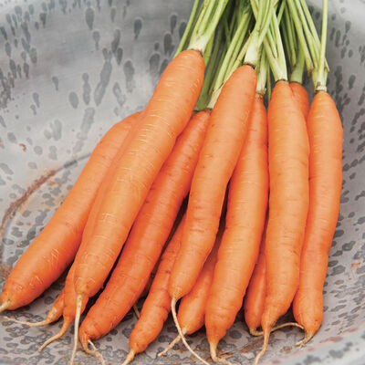 Romance Romance Main Crop Carrots