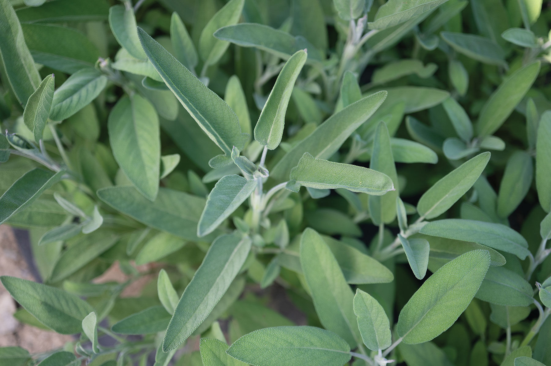 Extrakta Medicinal Herbs