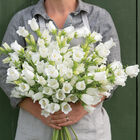 Champion White II Campanula (Bellflower)
