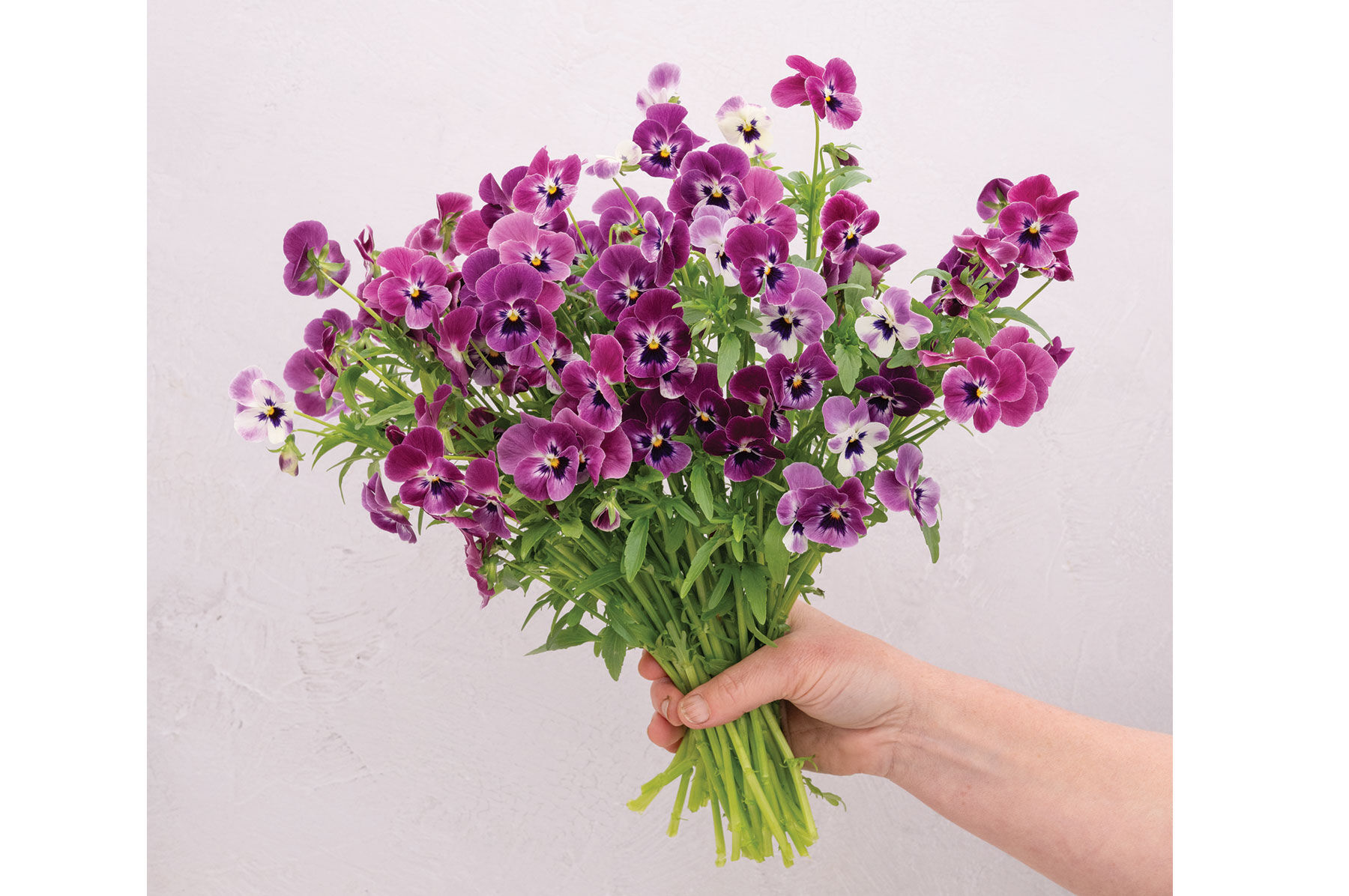 Sorbet® XP Raspberry - (F1) Viola Seed | Johnny's Selected Seeds