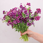 Sorbet® XP Raspberry Viola (Pansy)