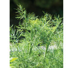 Fernleaf Dill
