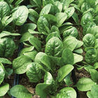 Rangitoto Savoyed-Leaf Spinach