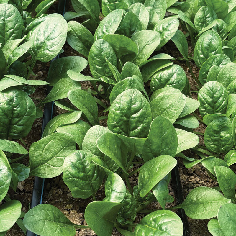 Rangitoto Savoyed-Leaf Spinach