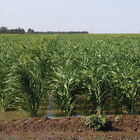 Sudangrass (Brown Mid Rib) Farm Seed