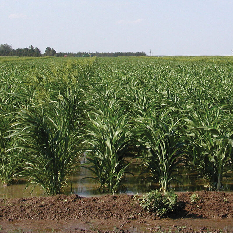 Sudangrass (Brown Mid Rib) Farm Seed