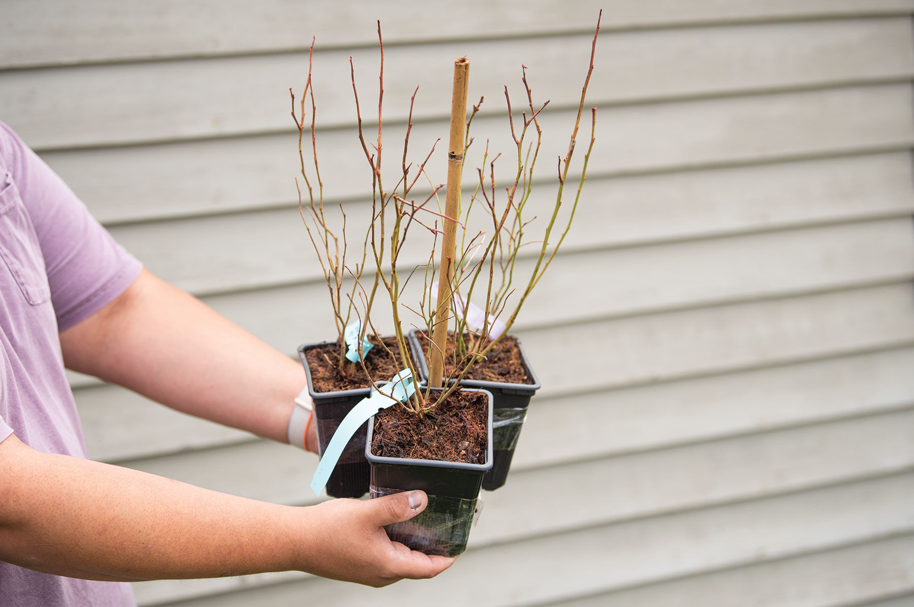 Blueberry Plant Collection Blueberry