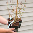 Blueberry Plant Collection Blueberry Plant Collection Blueberry