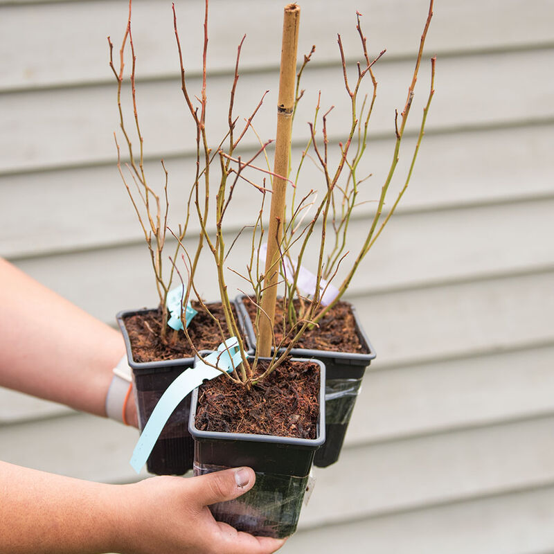 Blueberry Plant Collection Blueberry Plant Collection Blueberry