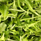 Lalique Summer Crisp Lettuce (Batavia)