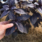 Prospera® Red DMR Purple Basil