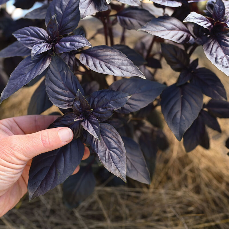 Prospera® Red DMR Purple Basil