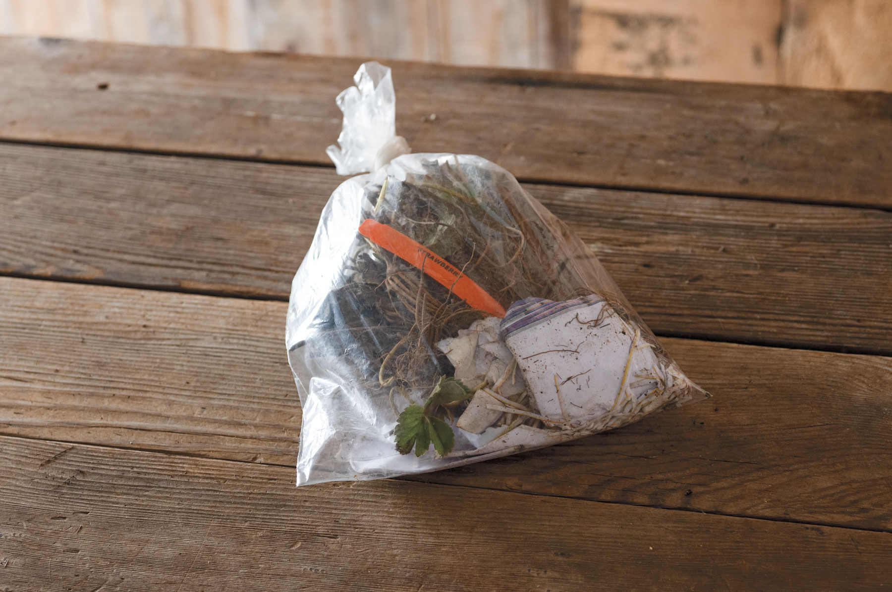 Alexandria Strawberry Seeds