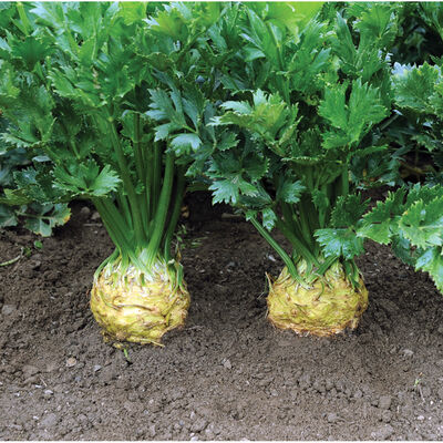 Brilliant Brilliant Celeriac (Celery Root)