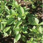 Holy Holy Basil
