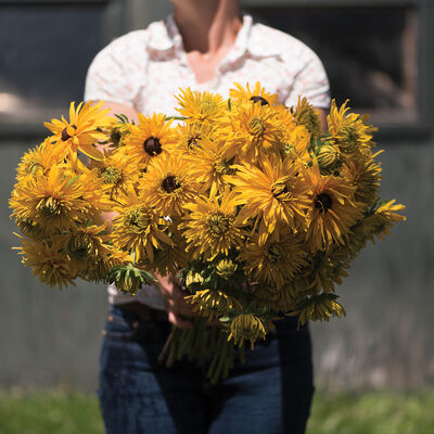 Gloriosa Double Daisy Rudbeckia (Black-Eyed Susan)