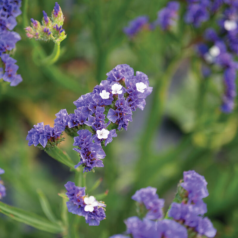 Forever Blue Statice