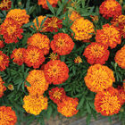 Bonanza™ Harmony French Marigolds