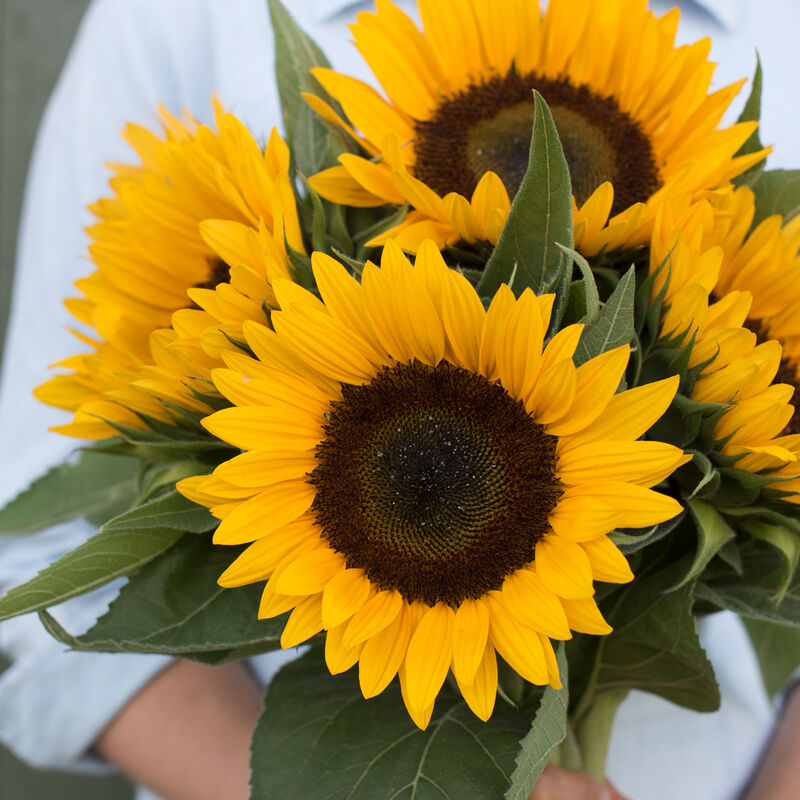 Sunrich Orange Sunrich Orange Tall Sunflowers