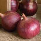 Cabernet Full-Size Onions