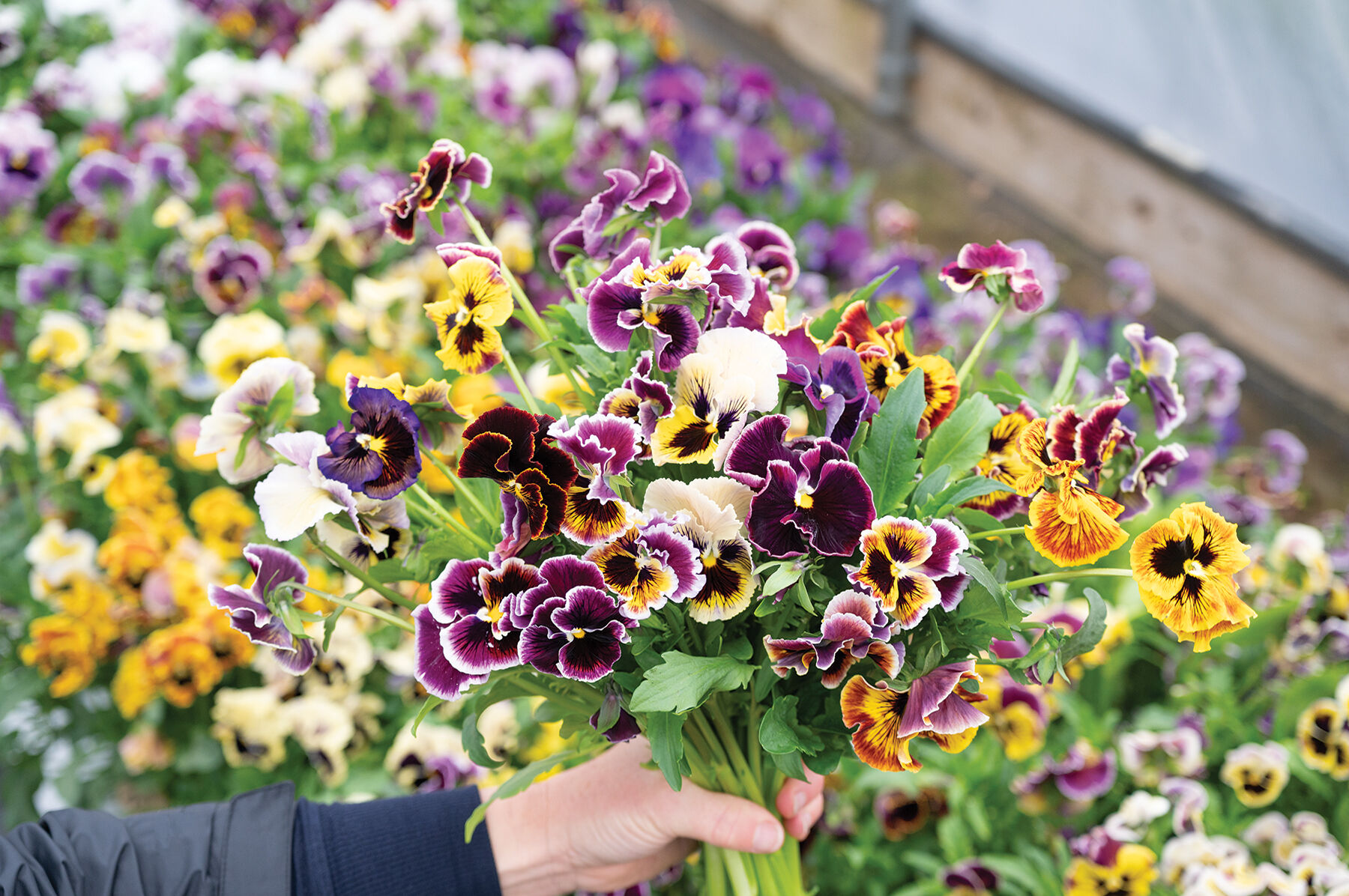 Rococo Frilled Mix - Viola (Pansy) Seed | Johnny's Selected Seeds