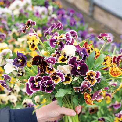 Rococo Frilled Mix Viola (Pansy)