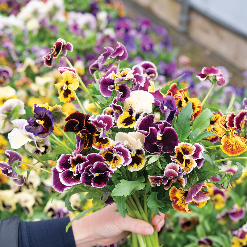 Rococo Frilled Mix Viola (Pansy)