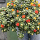 Zanzibar Carthamus (Safflower)